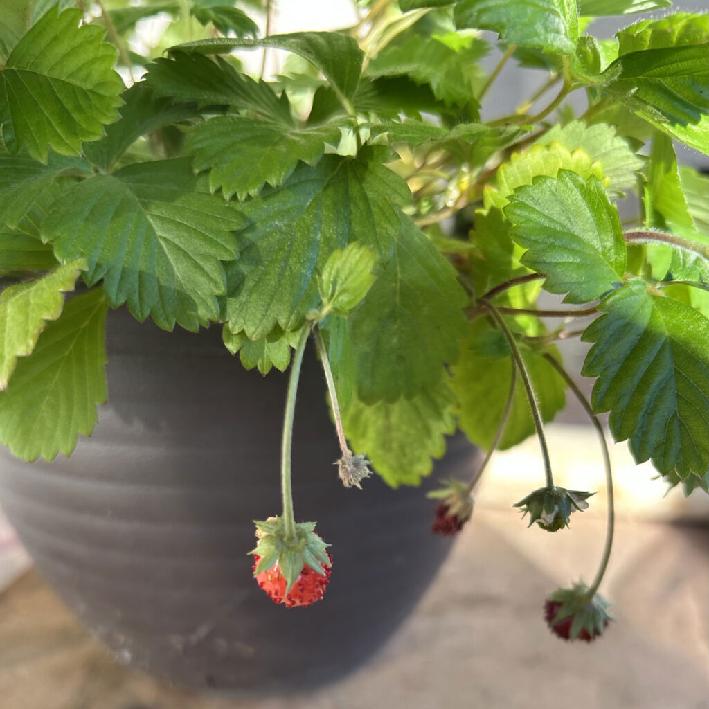 イチゴが実りました