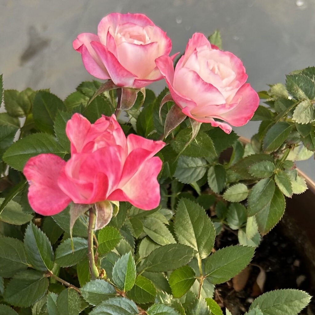 お花が咲きました