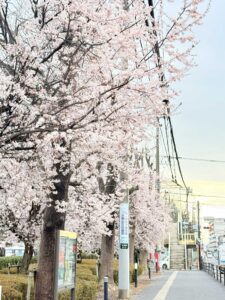 病院敷地内のべにすもも